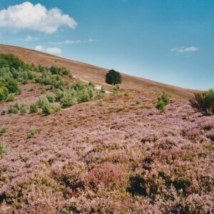 Mont du Bougès (côté ouest), en montant vers le "Signal" (Cévennes)