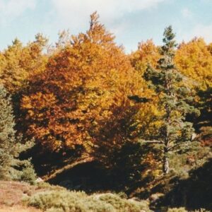 Mont Lozère, vers les sources du Tarn...