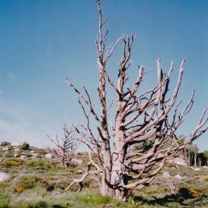 L’arbre mort au col de l’Homme Mort - La Condamine, sud du massif de L’Aigoual 