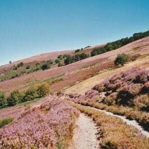 Mont Bougès en bruyères fin août (versant sud) Cévennes-Lozère