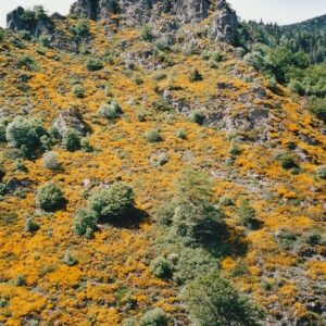 « Valat de la Fageole » ou "sentier des 4000 marches", Mt Aigoual