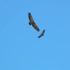 Vautours fauves - Passage au-dessus du mont Né de vautours fauves... 