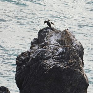cormoran sur son rocher - Cap d'Agde