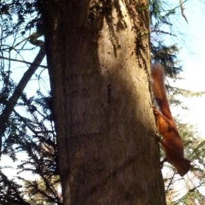 Écureuil roux - Région du Comminges 
