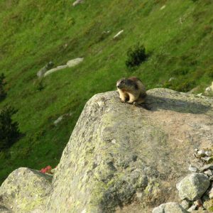 Marmotte des Pyrénées - Au passage du sentier du lac d’Estom à ceux d’Estibe-Aute ... 
