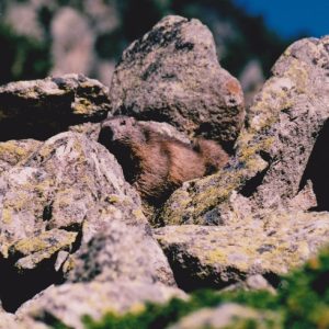 Marmotte des Pyrénées - Sur les berges du lac de Gaube (Cauterets)
