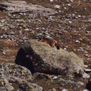 Marmotte des Pyrénées - Elles se prélassent avec délices sur les bords sud de ce lac (Saussat)