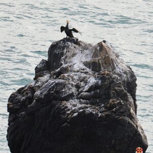 cormoran -Cap d'Agde 