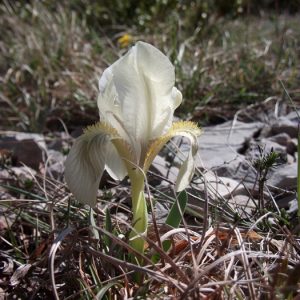 iris sauvage - Valat de Boutereille (Causse du Larzac)