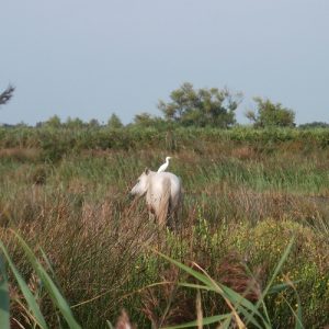 Camarguai et une aigrette sur le dos... aux marais de la Palunette