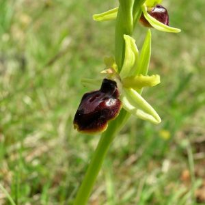 Ophrys araignée - La Couvertoirade, Larzac 