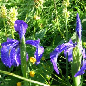 iris sauvages, Vallée de la Frèche, Pyrénnées (Luchon)