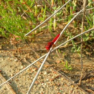 libellule rouge-sang, (ancien Fort de Peccais)