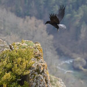 corbeau au-dessus des Gorges de la Dourbie