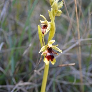 Ophrys d'Aymonin