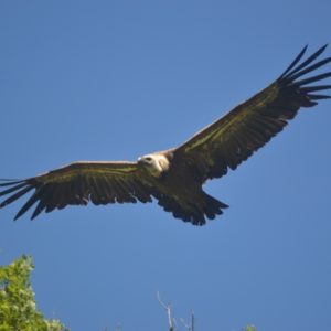 Vol majestueux du vautour-fauve (G. du Trévezel - 30)