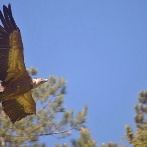 Vautour fauve dans les Gorges du Trèvezel