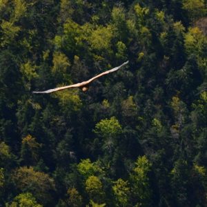 vautour-fauve - Gorges de la Jonte