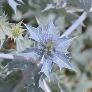 “Le Chardon bleu des dunes”