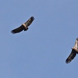 vautours fauves - Causse Noir