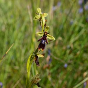 ophrys mouche (orchidée) - vers Vanière, Vabres-l'Abbaye en Aveyron