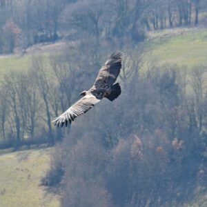 vautour fauve vers St Beaulize (Aveyron)