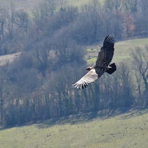 vautour fauve vers St Beaulize (Aveyron)