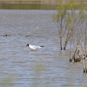 "mouette rieuse", , les étangs de Vendres-Plage (Hérault) juin 2026