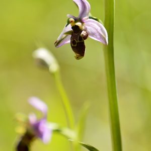 Ophrys bécasse - Sur les berges de la Vis