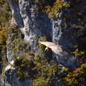 vautour fauve - Gorges de la Jonte