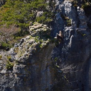 vautour fauve - Gorges de la Jonte