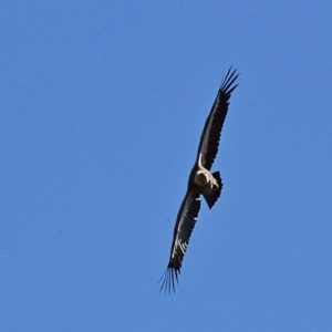 vol de vautour fauve, Gorges de la Jonte (Aveyron)