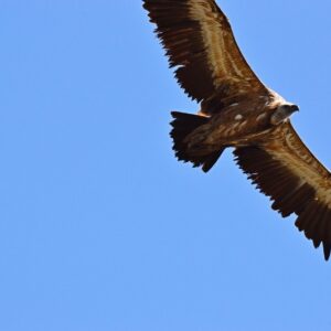 vautour fauve, Causse Noir