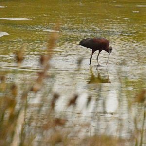 ibis noir - Vendres Plage (Hérault)