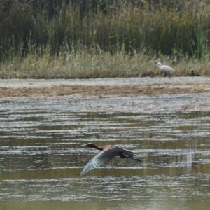 ibis noir - étangs de Vendres Plage
