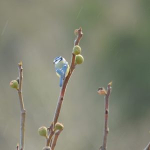 Mésange bleue en automne (Montjaux - 12)