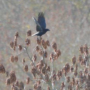 Grand Corbeau ou "Corvus corax" en automne ...