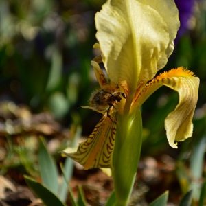 iris sauvage, Roc de Mérigou (Larzac)