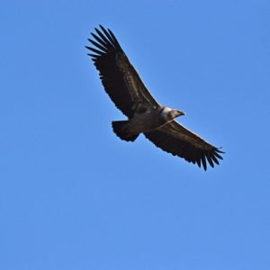 vautour fauve - Causse Noir