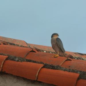 faucon crécerelle - toit de Vabres-l'Abbaye (12)