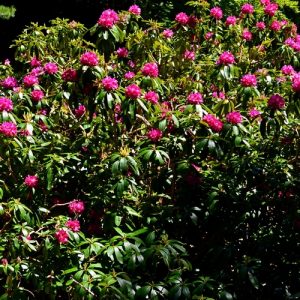  rhododendrons - l' Arboretum de "l'Hort de Dieu" au printemps (Mont Aigoual)