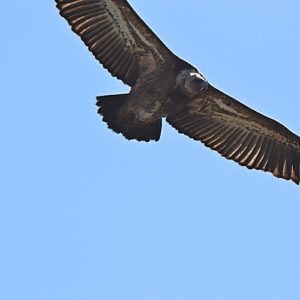 vautour fauve - au dessus des Rochers de Roques Altès