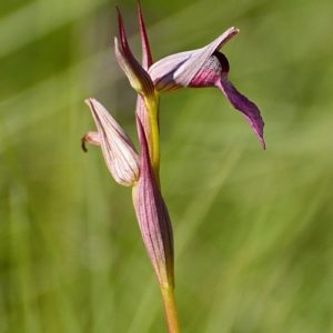 orchidée sérapias (Vabres-l'Abbaye)