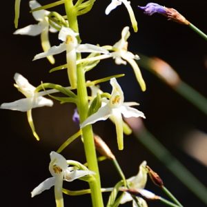 orchis verdâtre (Aveyron) 