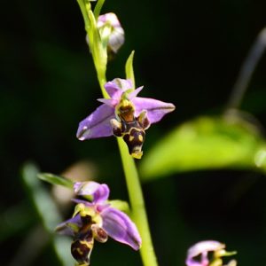 ophrys bécasse (Vabres-l'Abbaye, Aveyron)