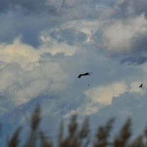 nuages "Nimbostratus panus", Vendres (Hérault)
