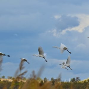 vol d'aigrettes, héron cendrés - étangs de Vendres (Hérault)