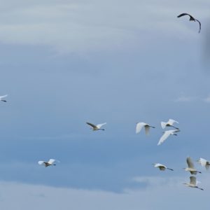 vol d'aigrettes - étangs de Vendres (Hérault)