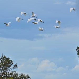 vol d'aigrettes, cigogne noire - étangs de Vendres (Hérault)