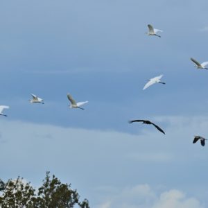vol d'aigrettes, cigogne noire, hérons cendrés - étangs de Vendres (Hérault)